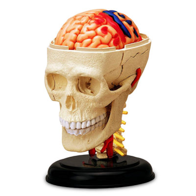 Modelo de craneo con cerebro (mini)
