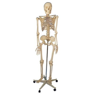 Modelo de esqueleto tamao natural
