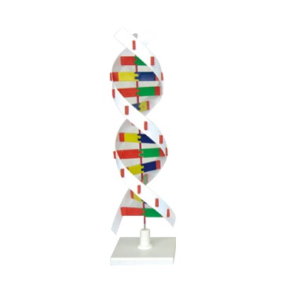 MODELO MOLECULAR ADN