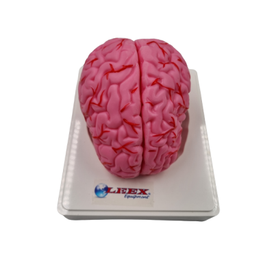 Modelo de cerebro con arterias  colores