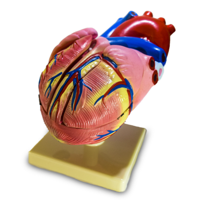 Modelo de corazon mediano