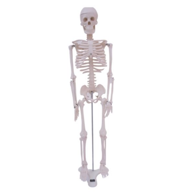 Modelo de esqueleto humano 85 centimetros 