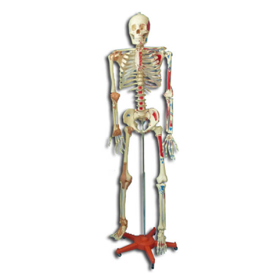 Modelo de esqueleto con colores tamao natural