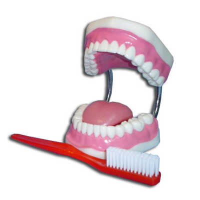 Modelo de dentadura (para aseo dental)
