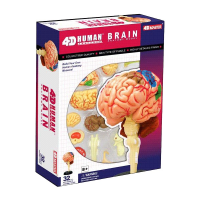 Modelo de cerebro (mini)
