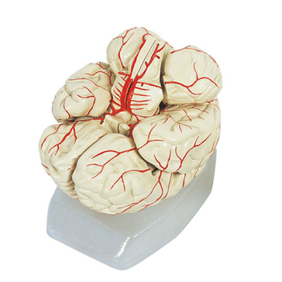 Modelo de cerebro con arterias