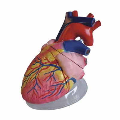 Modelo de corazon grande 3 piezas