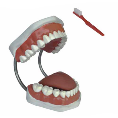 Modelo de dentadura para aseo dental