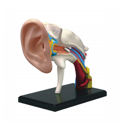 Modelo de oido (mini) 22 partes