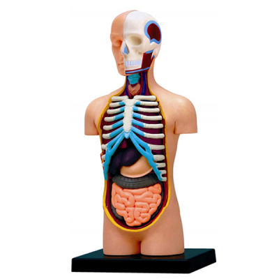 Modelo de torso humano (mini)