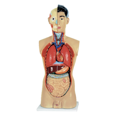 Modelo de torso humano masculino 85 cm 18 piezas 