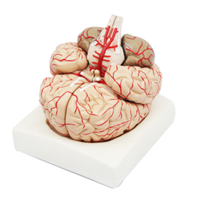 Modelo de cerebro con arterias 9 piezas