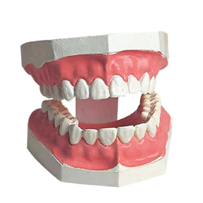Modelo de dentadura