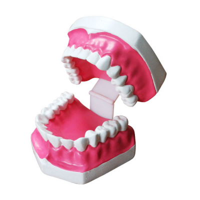 Modelo de dentadura 12.5 X 12.5 X 12.5 centimetros