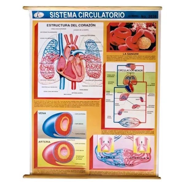 [LA1250] LAMINA PLASTIFICADA APARATO CIRCULATORIO CON BASTON Marca LABESSA