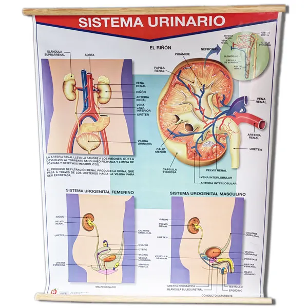 [LA1300] LAMINA PLASTIFICADA APARATO EXCRETO URINARIO CON BASTON Marca LABESSA