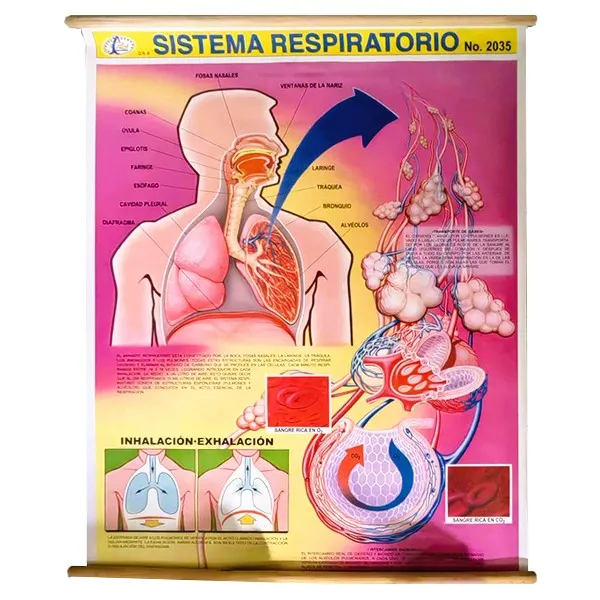 [LA1520] LAMINA PLASTIFICADA APARATO RESPIRATORIO CON BASTON Marca LABESSA