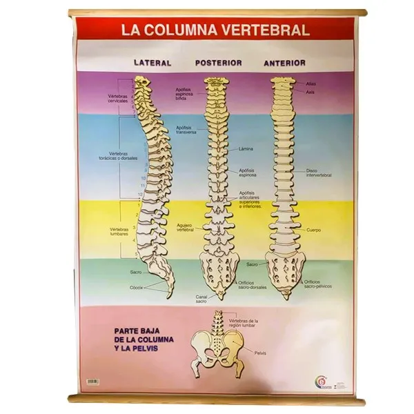 [LA1680] LAMINA PLASTIFICADA COLUMNA CON BASTON Marca LABESSA