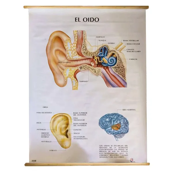 [LA1990] LAMINA PLASTIFICADA EL OIDO CON BASTON Marca LABESSA