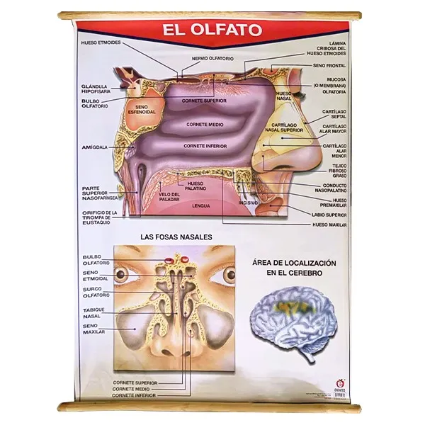 [LA2020] LAMINA PLASTIFICADA EL OLFATO CON BASTON Marca LABESSA