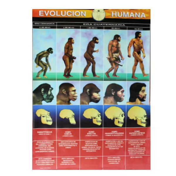 [LA2140] LAMINA PLASTIFICADA EVOLUCION HUMANA CON BASTON Marca LABESSA
