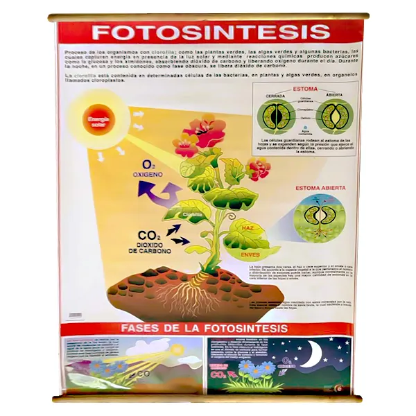 [LA2185] LAMINA PLASTIFICADA FOTOSINTESIS CON BASTON Marca LABESSA