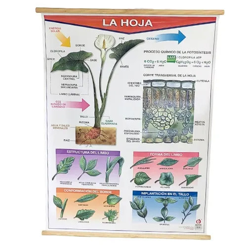 [LA2400] LAMINA PLASTIFICADA LA HOJA CON BASTON Marca LABESSA