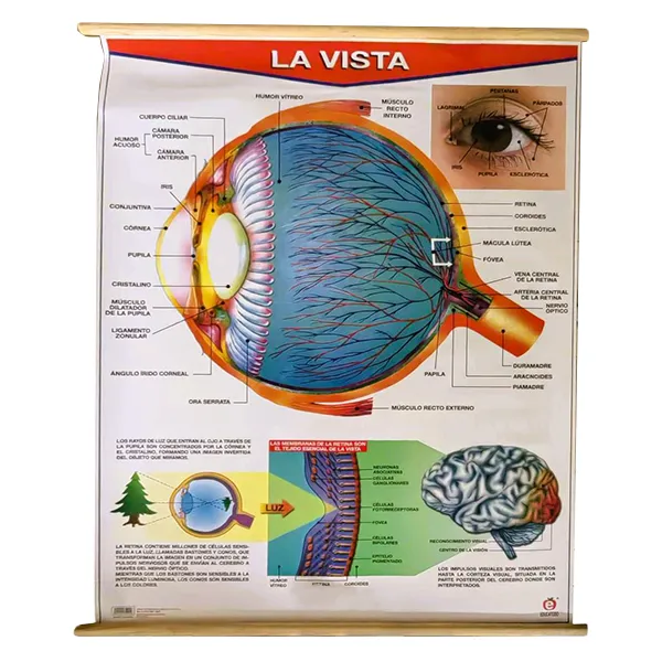 [LA2500] LAMINA PLASTIFICADA LA VISTA CON BASTON Marca LABESSA