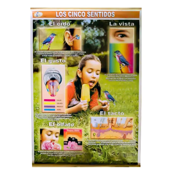 [LA2520] LAMINA PLASTIFICADA LOS CINCO SENTIDOS CON BASTON Marca LABESSA