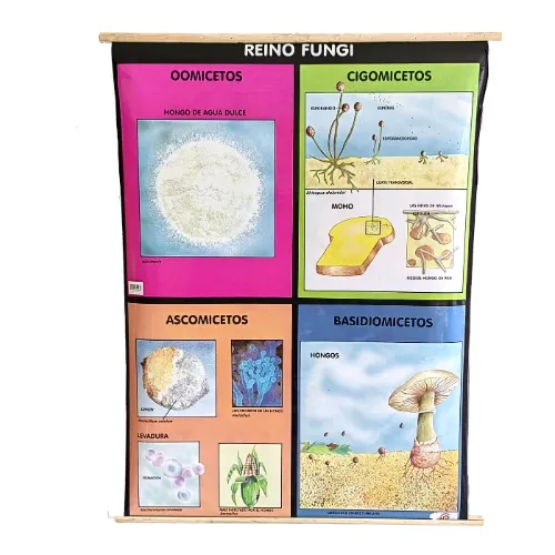 [LA2640] LAMINA PLASTIFICADA REINO FUNGI CON BASTON Marca LABESSA