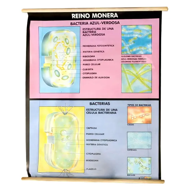 [LA2645] LAMINA PLASTIFICADA REINO MONERA CON BASTON Marca LABESSA