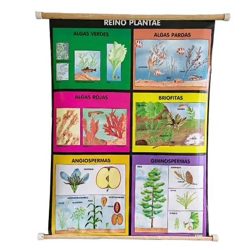 [LA2650] LAMINA PLASTIFICADA REINO PLANTAE CON BASTON Marca LABESSA