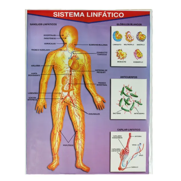 [LA2780] LAMINA PLASTIFICADA SISTEMA LINFATICO CON BASTON Marca LABESSA