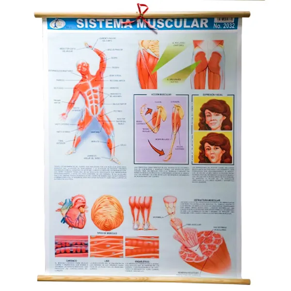 [LA2820] LAMINA PLASTIFICADA SISTEMA MUSCULAR CON BASTON Marca LABESSA