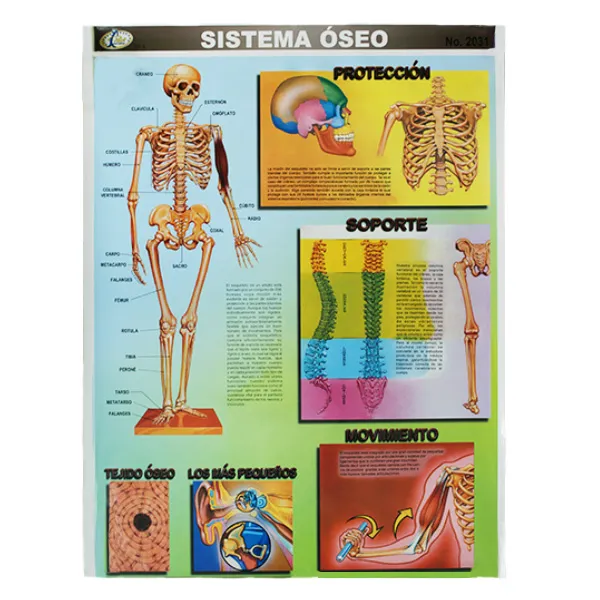 [LA3020] LAMINA PLASTIFICADA SISTEMA OSEO CON BASTON Marca LABESSA