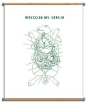 [LA3200] LAMINA PLUMO AGUA DISECCION DE CONEJO CON BASTON Marca LABESSA