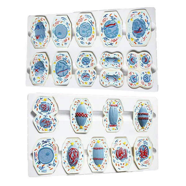 Modelo de celula animal y vegetal meiosis (magnetico) para pizarron Marca LEEX