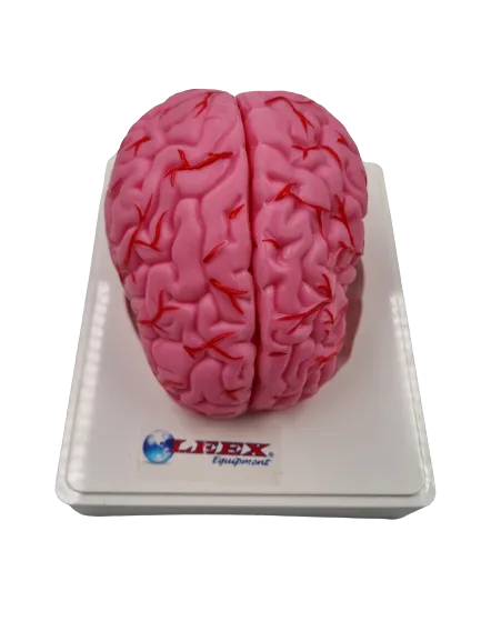 [MO1110LX] Modelo de cerebro con arterias colores Marca LEEX