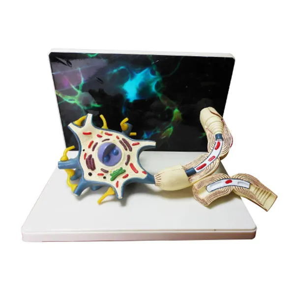 Modelo de neurona 36 X 25 X 36 centimetros Marca LEEX