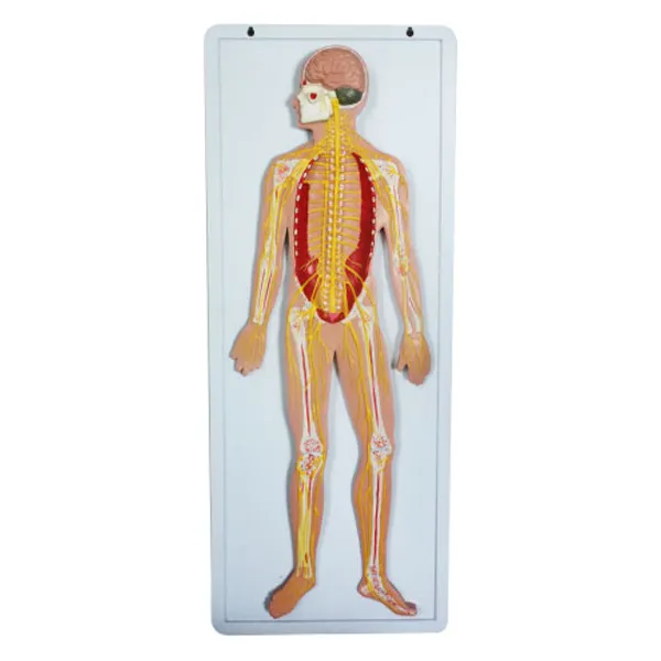 Modelo de sistema nervioso relieve Marca LEEX