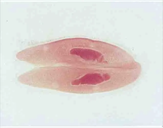 PREPARACION PARAMECIUM CONJUGACION WM Marca LEEX