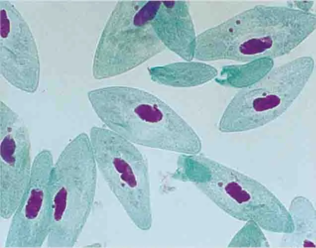 [PR0800LX-440] PREPARACION PARAMECIUM WM Marca LEEX