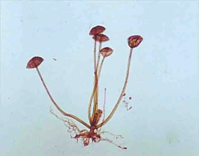 [PR0800LX-530] RHIZOPUS W.M. Marca LEEX