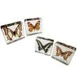 [ES5890] ESPECIMEN DE MARIPOSAS 4 DIFERENTES Marca LEEX