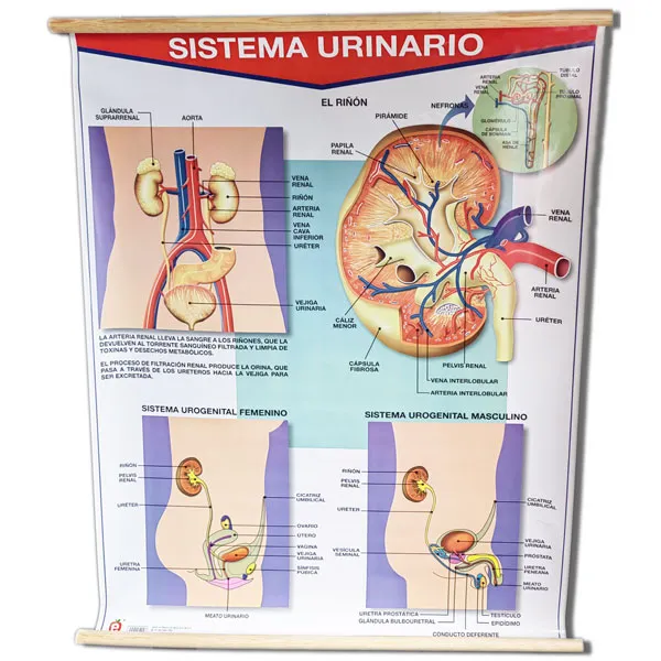 LAMINA PLASTIFICADA APARATO EXCRETO URINARIO CON BASTON Marca LABESSA