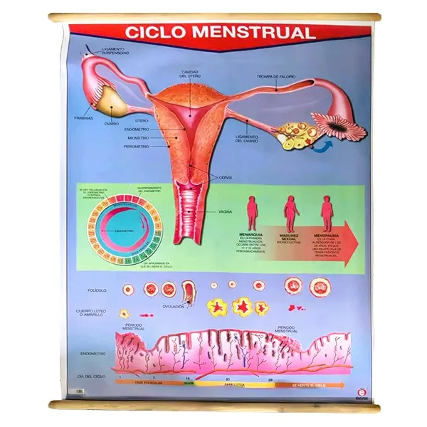 LAMINA PLASTIFICADA CICLO MENSTRUAL CON BASTON Marca LABESSA