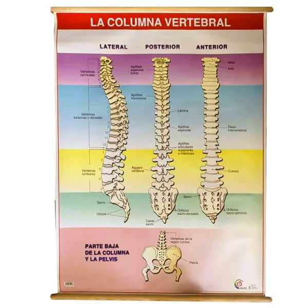 LAMINA PLASTIFICADA COLUMNA CON BASTON Marca LABESSA