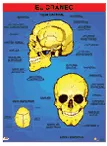 LAMINA PLASTIFICADA CRANEO CON BASTON Marca LABESSA