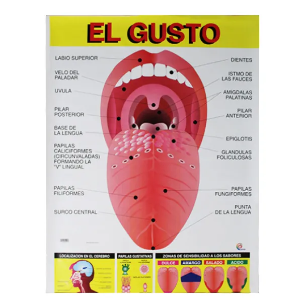 LAMINA PLASTIFICADA EL GUSTO CON BASTON Marca LABESSA