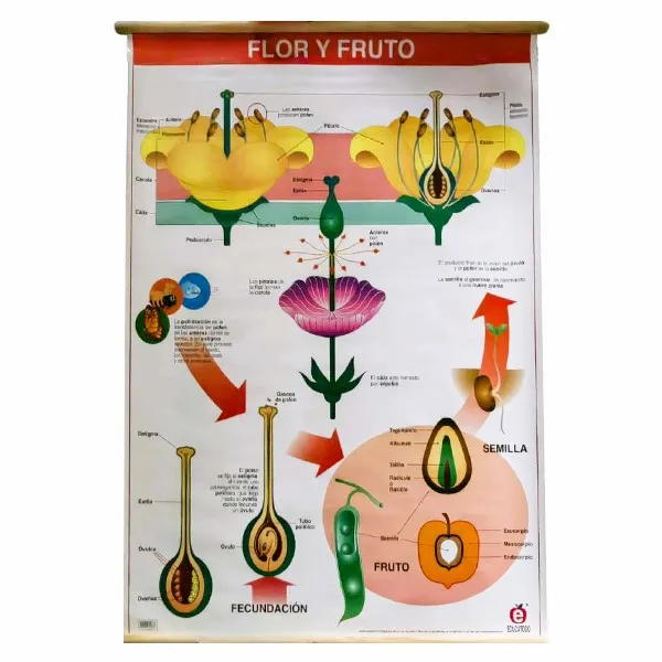 LAMINA PLASTIFICADA FLOR Y FRUTO CON BASTON Marca LABESSA
